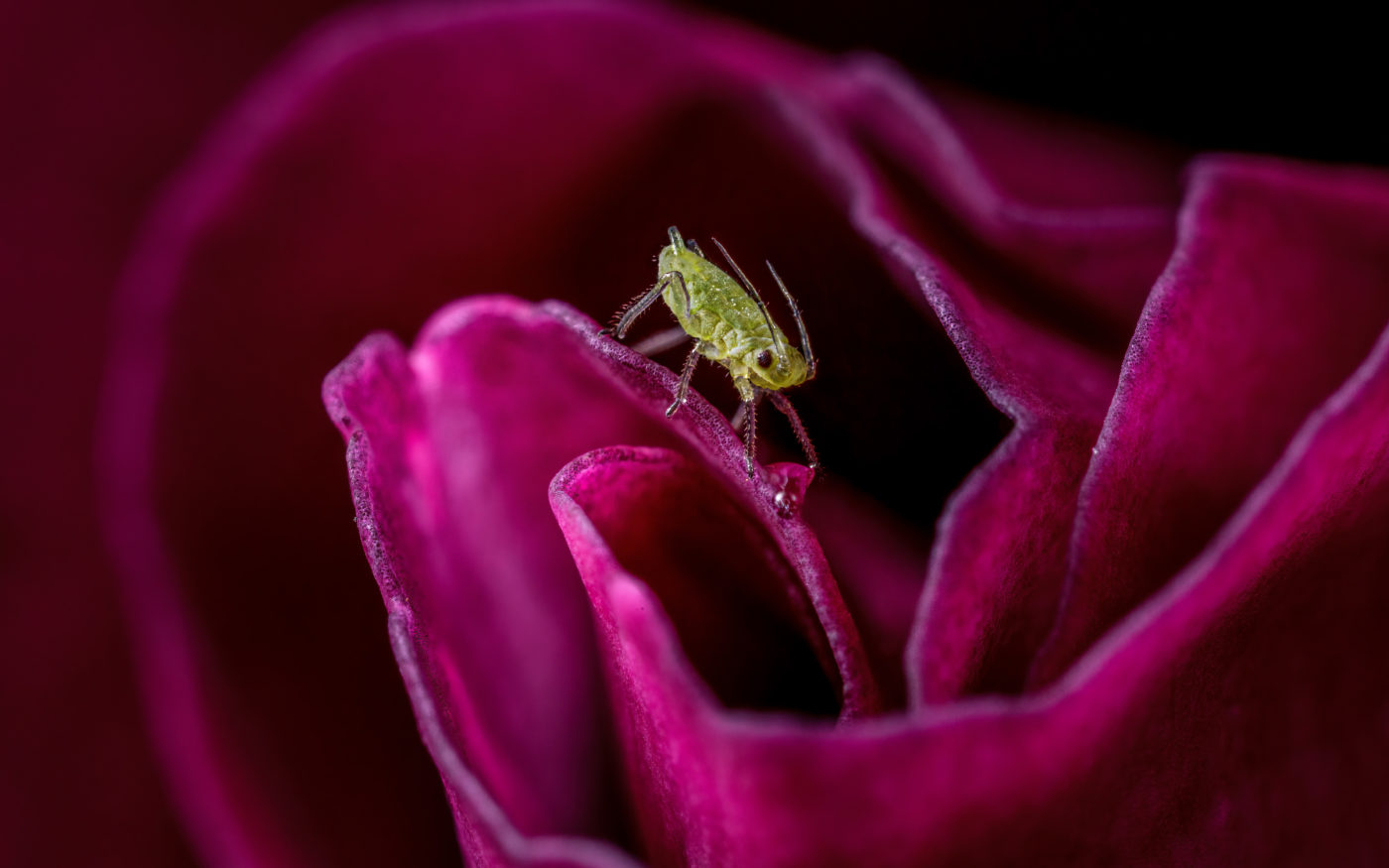 Rose aphid, Macrosiphum rosae, on a rose blossom